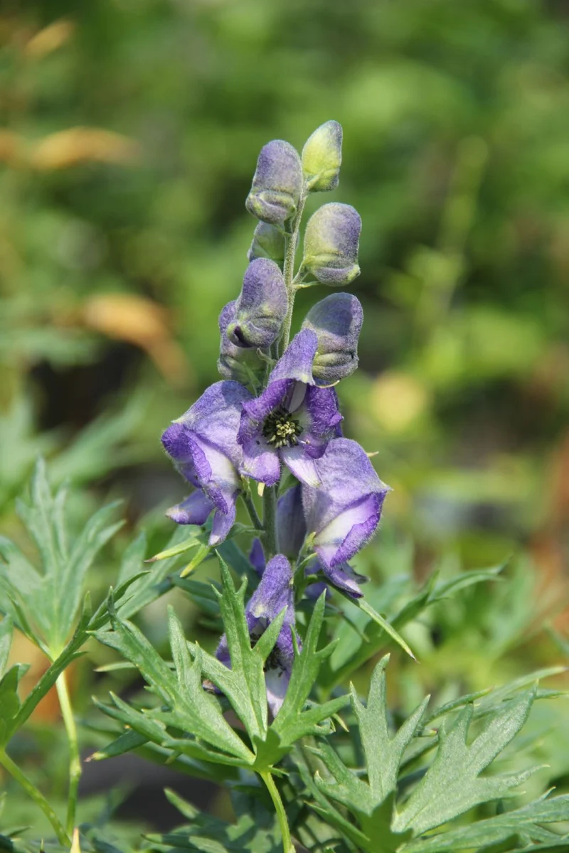 Aconitum napellus (Gewöhnlicher Eisenhut)