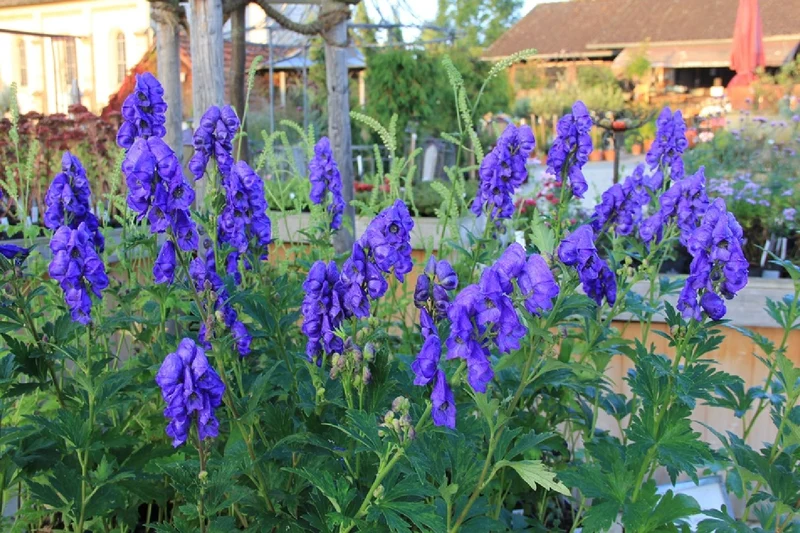 Aconitum carmichaelii 'Arendsii' (Eisenhut)