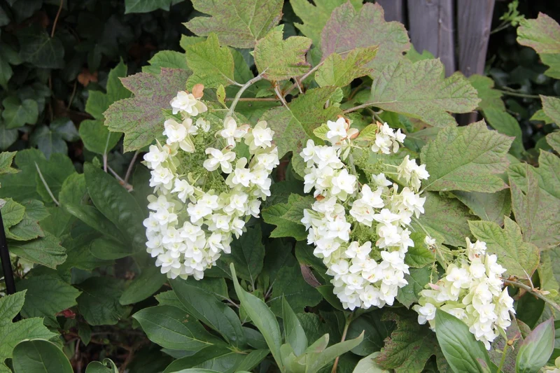 Hydrangea quercifolia 'Snowflake' (Eichblatthortensie)