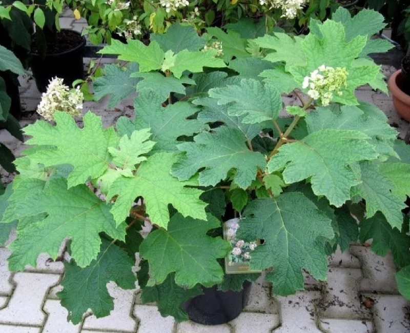 Hydrangea quercifolia 'Snowflake' (Eichblatthortensie)