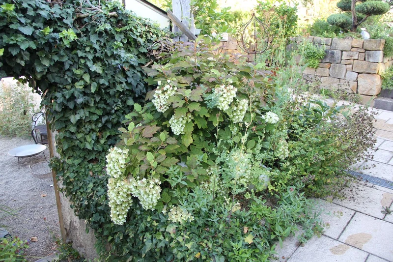 Hydrangea quercifolia 'Snowflake' (Eichblatthortensie)