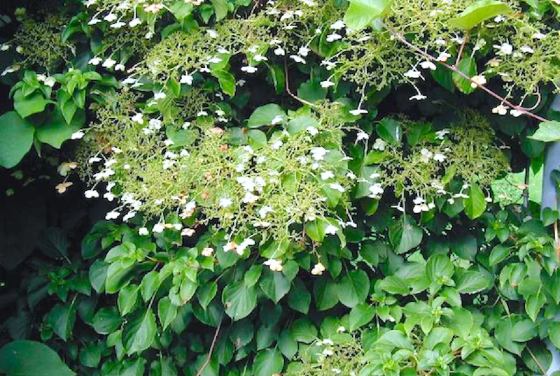 Hydrangea petiolaris (Kletterhortensie)