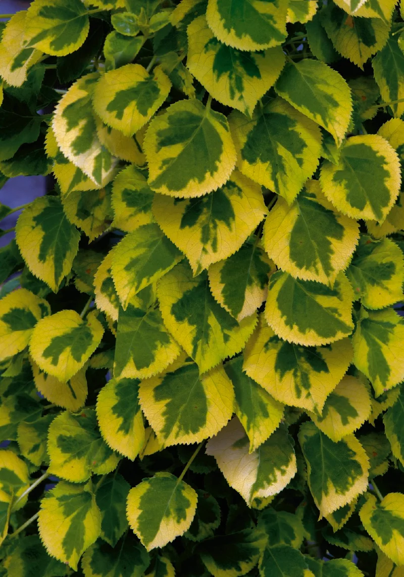 Hydrangea petiolaris 'Miranda' (Panaschierte Kletterhortensie)