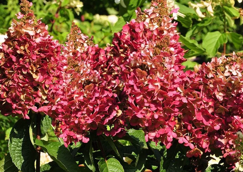 Hydrangea paniculata 'Wim's Red' ® (Rispenhortensie)