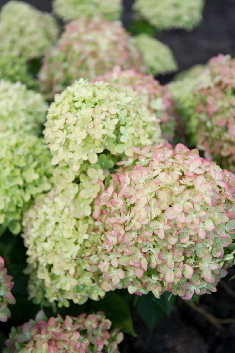 Hydrangea paniculata 'Vanille Fraise' ® (Rispenhortensie)