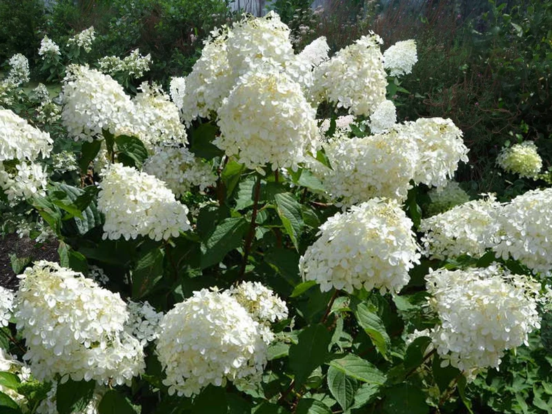 Hydrangea paniculata 'Phantom' (Rispenhortensie)