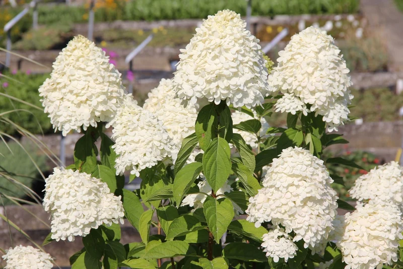 Hydrangea paniculata 'Limelight' ® (Rispenhortensie)