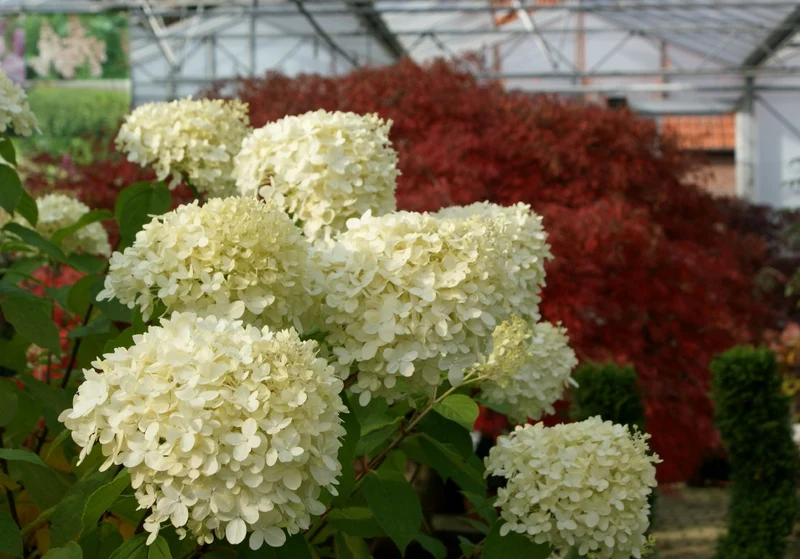 Hydrangea paniculata 'Limelight' ® (Rispenhortensie)