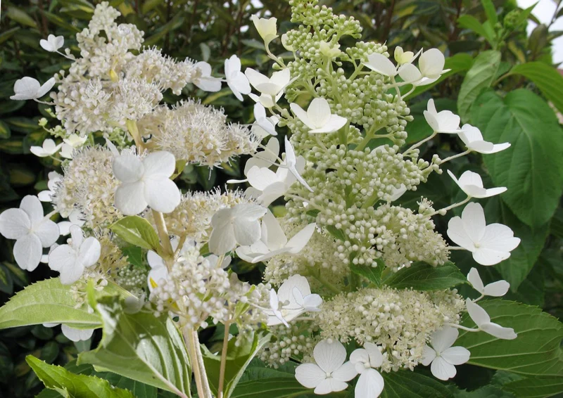 Hydrangea paniculata 'Kyushu' ® (Rispenhortensie)