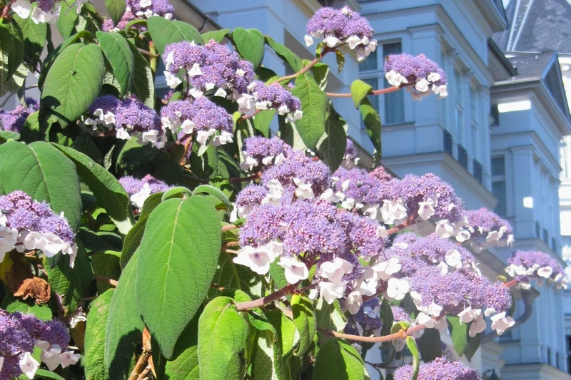 Hydrangea aspera 'Macrophylla' (Fellhortensie 'Macrophylla')