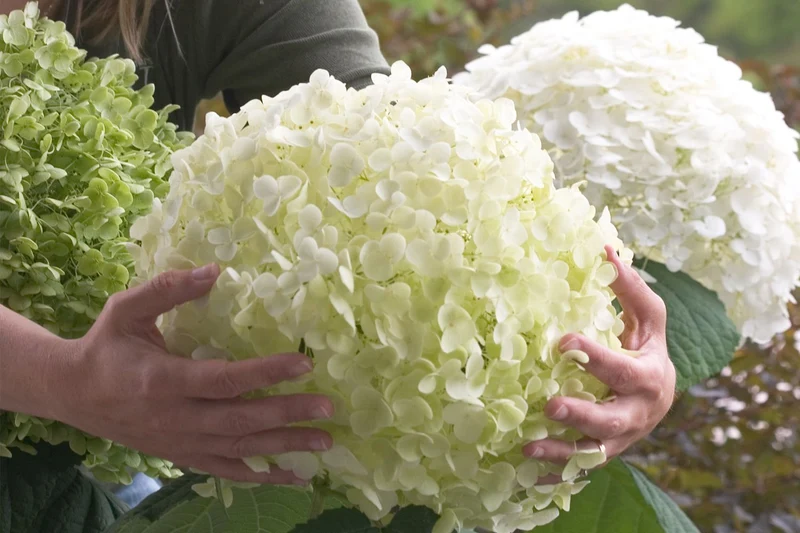 Hydrangea arborescens 'Strong Annabelle' ® (Ballhortensie)