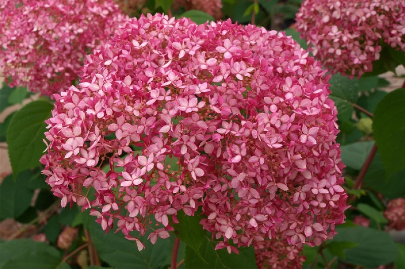 Hydrangea arborescens 'Pink Annabelle' ® (Ballhortensie)