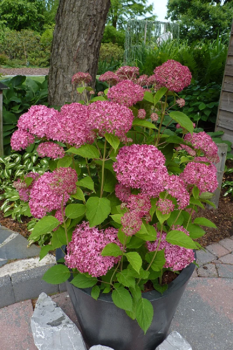 Hydrangea arborescens 'Pink Annabelle' ® (Ballhortensie)