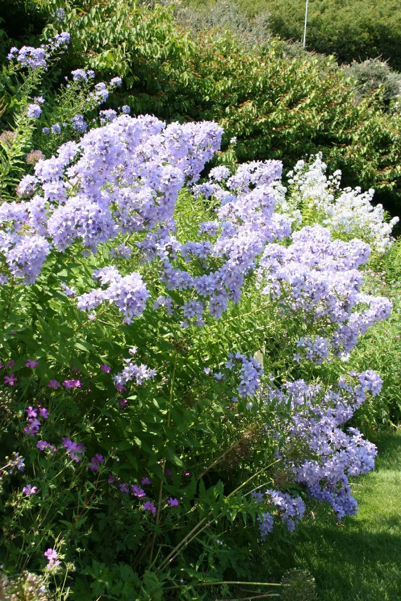 Campanula lactiflora 'Prichard' (Dolden-Glockenblume)