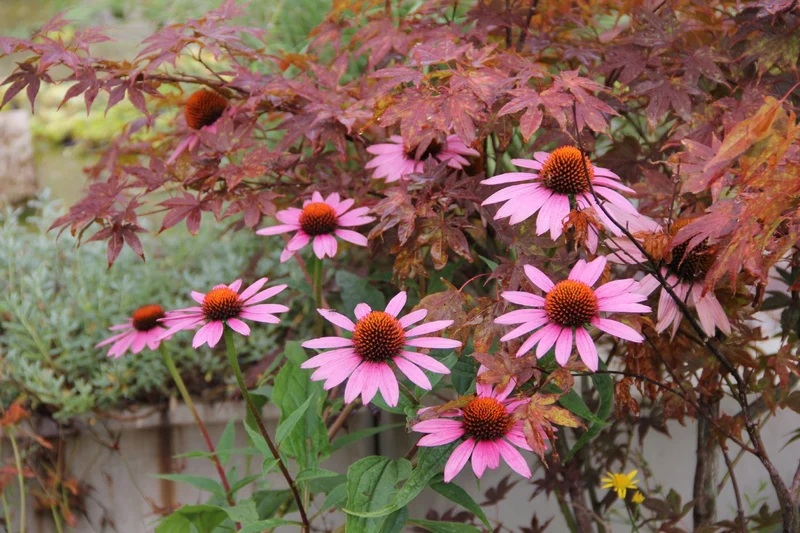 Echinacea purpurea 'Magnus' (Scheinsonnenhut)