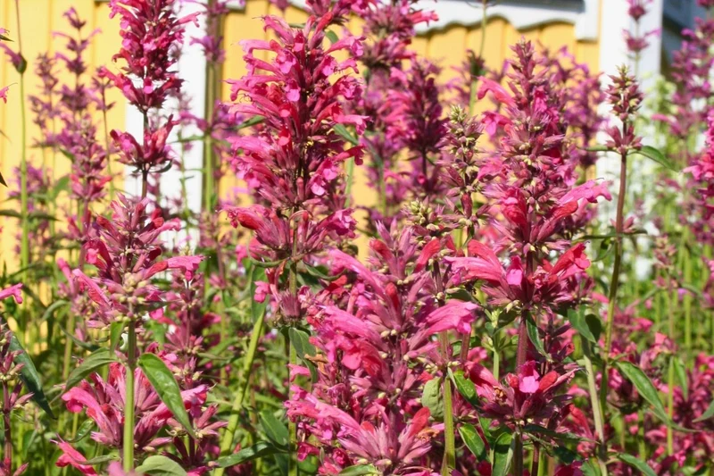 Agastache mexicana 'Red Fortune' (Duftnessel | Limopflanze)