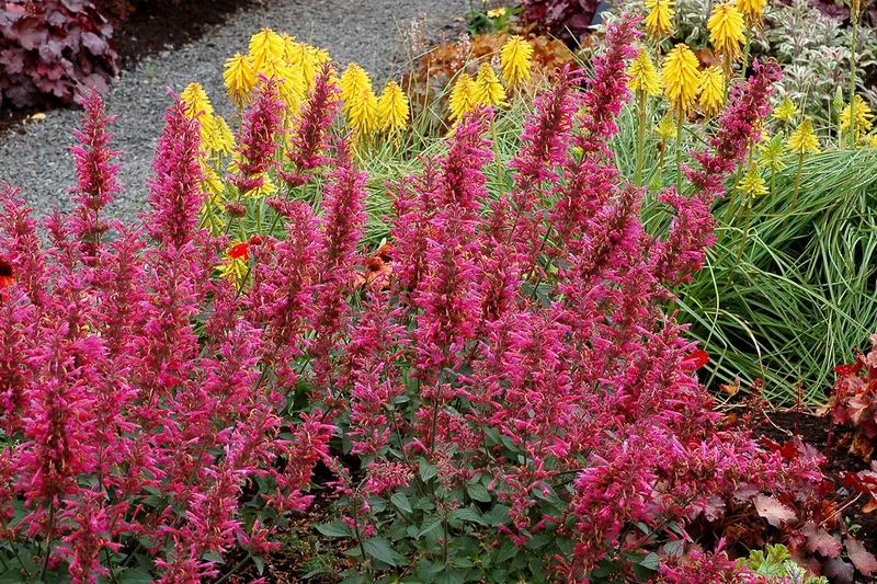 Agastache 'Morello' (Duftnessel)