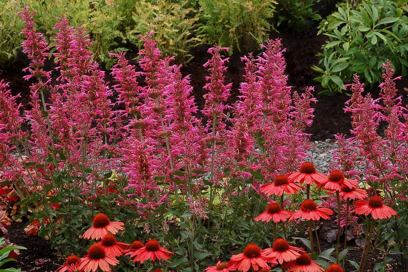Agastache 'Morello' (Duftnessel)