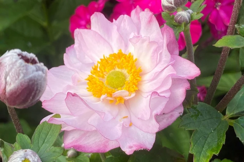 Anemone 'Royal Candy' (Herbstanemone)