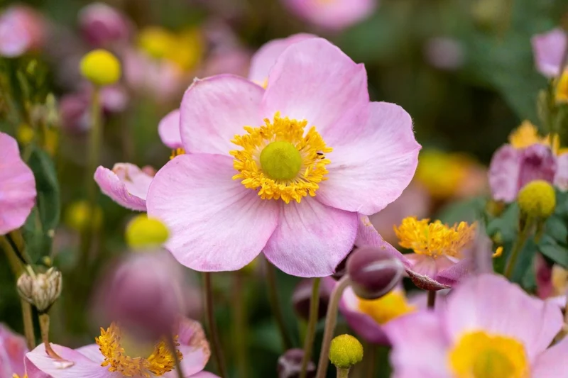 Anemone 'Little Breeze Candy' (Herbstanemone)