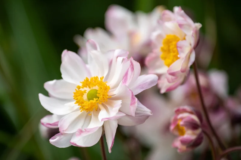 Anemone 'Garden Breeze Pink Touch' ® (Herbstanemone)