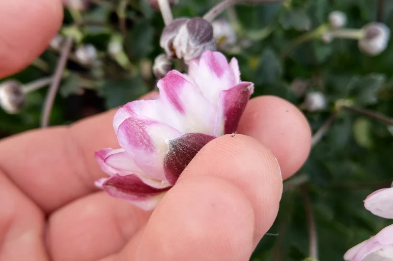 Anemone 'Garden Breeze Pink Touch' ® (Herbstanemone)