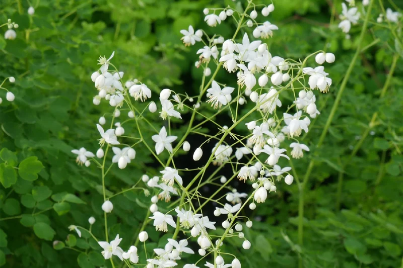 Thalictrum delavayi 'Splendide White' (Wiesenraute)