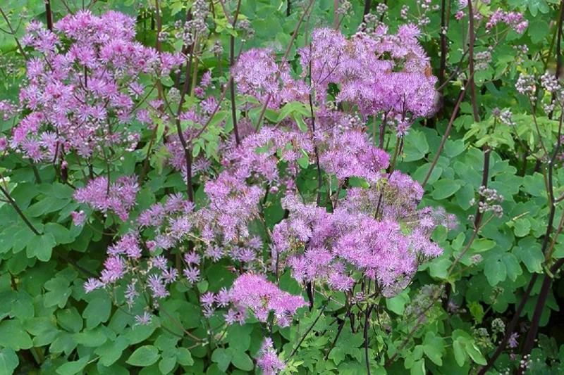 Thalictrum aquilegifolium 'Black Stockings' (Akeleiblättrige Wiesenraute)