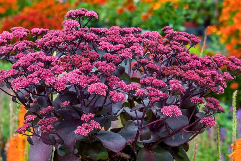 Sedum telephium 'Oriental Dancer' (Garten-Fetthenne)