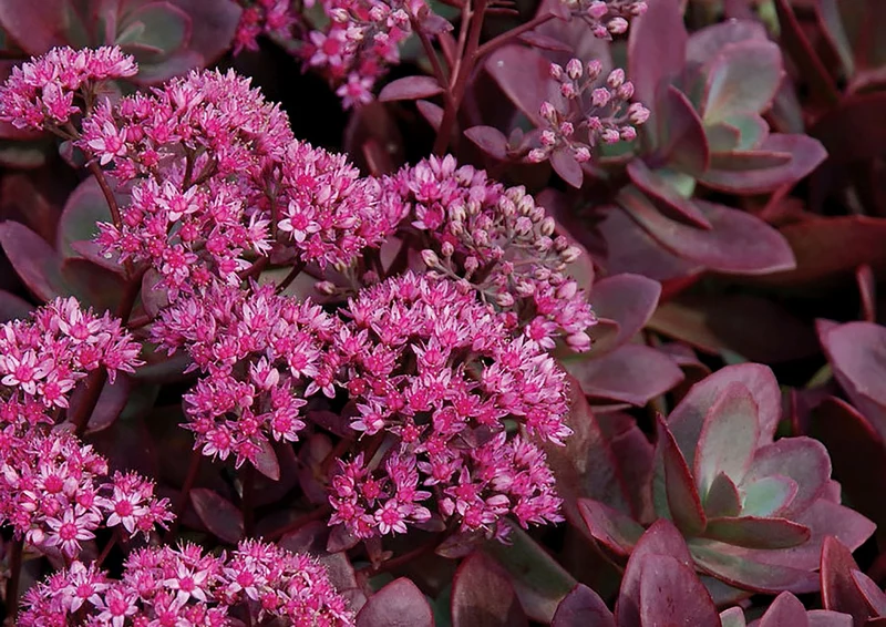 Sedum Sunsparkler ® 'Firecracker' (Polster-Fetthenne)