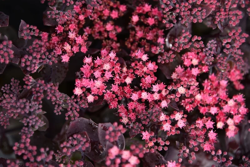 Sedum 'Globe Purple' (Garten-Fetthenne)
