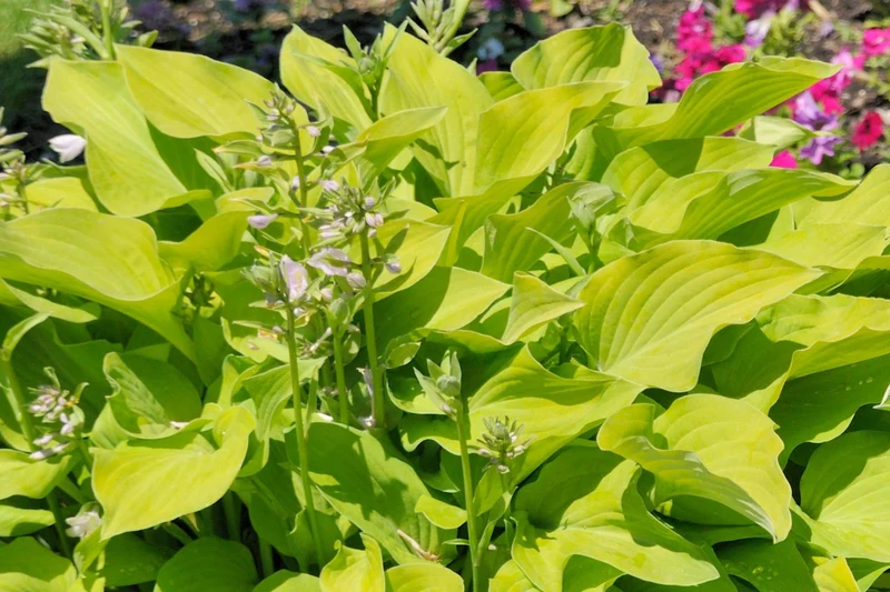 Hosta 'Sunny Halcyon' (Funkie | Herzblattlilie)