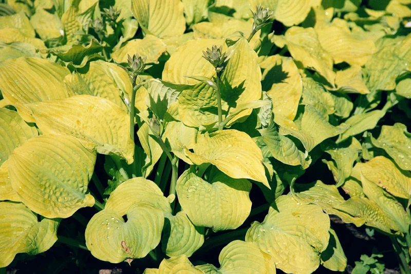 Hosta 'Sum and Substance' (Funkie | Herzblatt-Lilie)