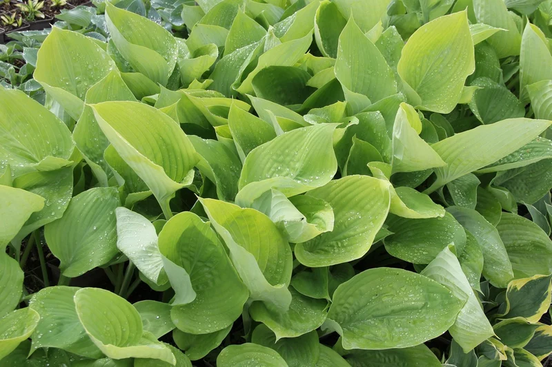 Hosta 'Sum and Substance' (Funkie | Herzblatt-Lilie)