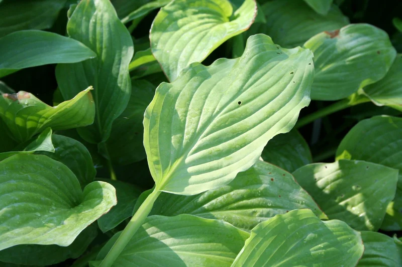 Hosta 'Royal Standard' (Funkie | Herzblattlilie)