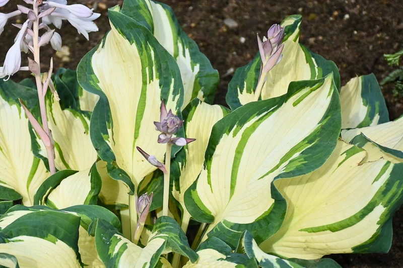Hosta 'Hans' (Funkie)