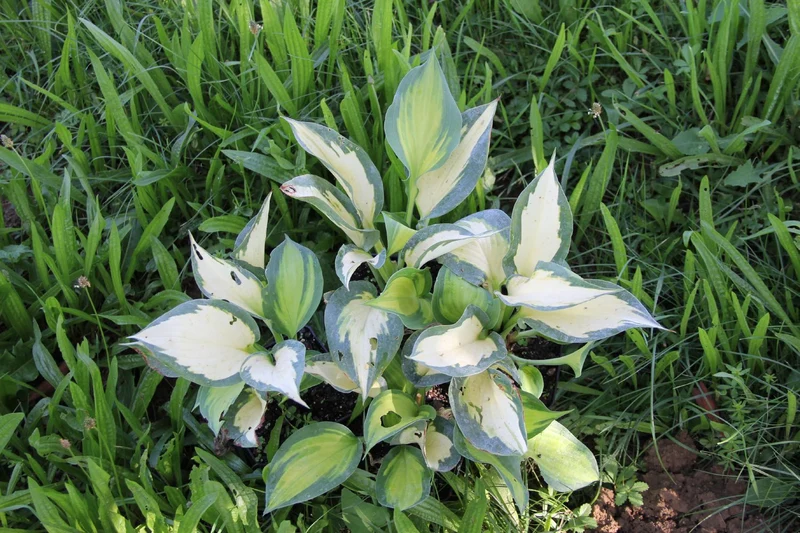 Hosta 'Forbidden Fruit' ® (Funkie | Herzblattlilie)
