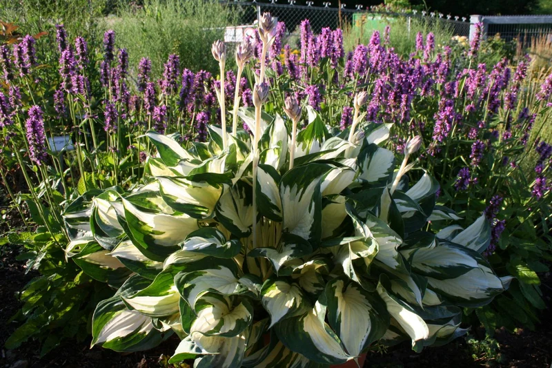 Hosta 'Fire and Ice' (Funkie | Herzblattlilie)