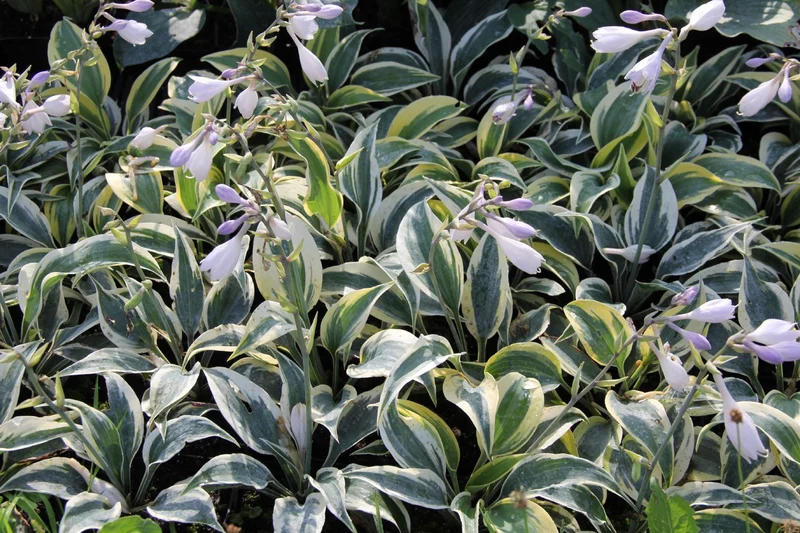 Hosta 'Ben Vernooij' (Funkie | Herzblattlilie)