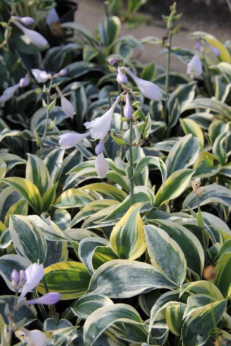 Hosta 'Ben Vernooij' (Funkie | Herzblattlilie)
