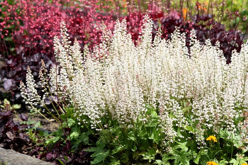 Heucherella 'White Revolution' ® (Silberglöckchen)