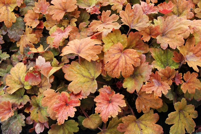 Heucherella 'Sweet Tea' (Heucherella)