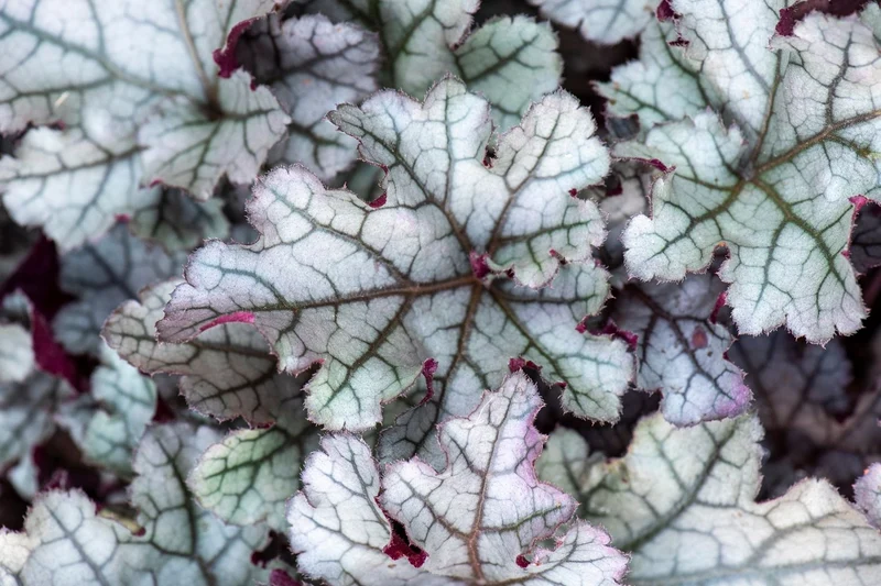 Heuchera Rex® 'Silver' (Garten-Purpurglöckchen)