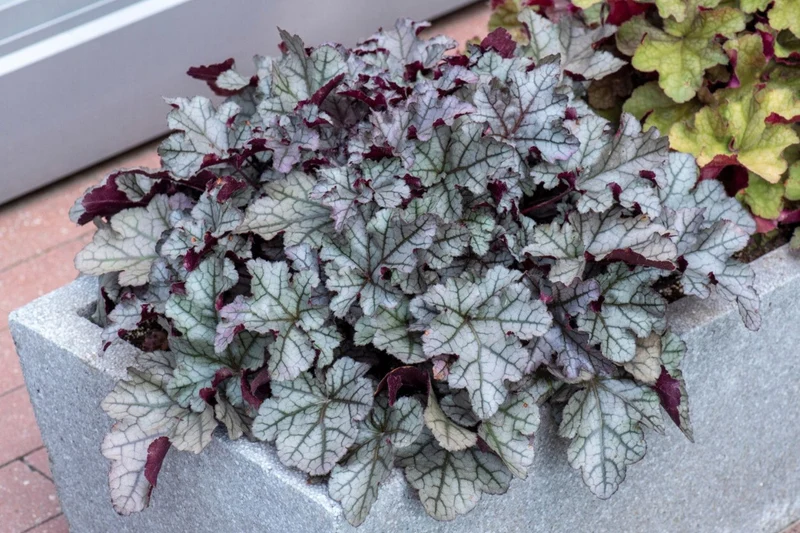 Heuchera Rex® 'Silver' (Garten-Purpurglöckchen)