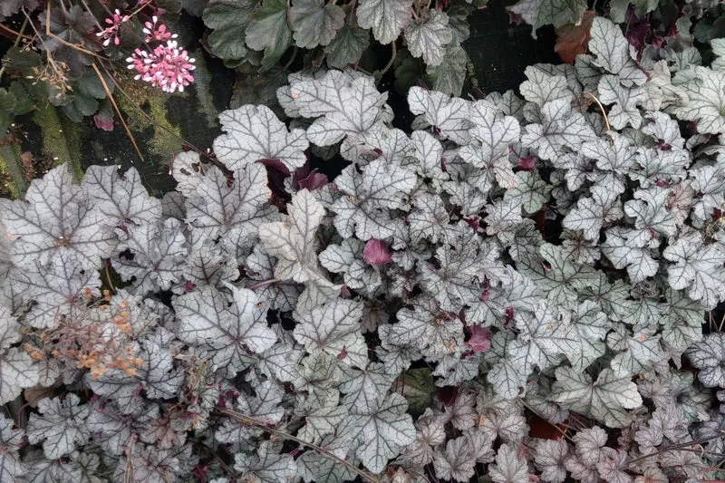 Heuchera Rex® 'Silver' (Garten-Purpurglöckchen)