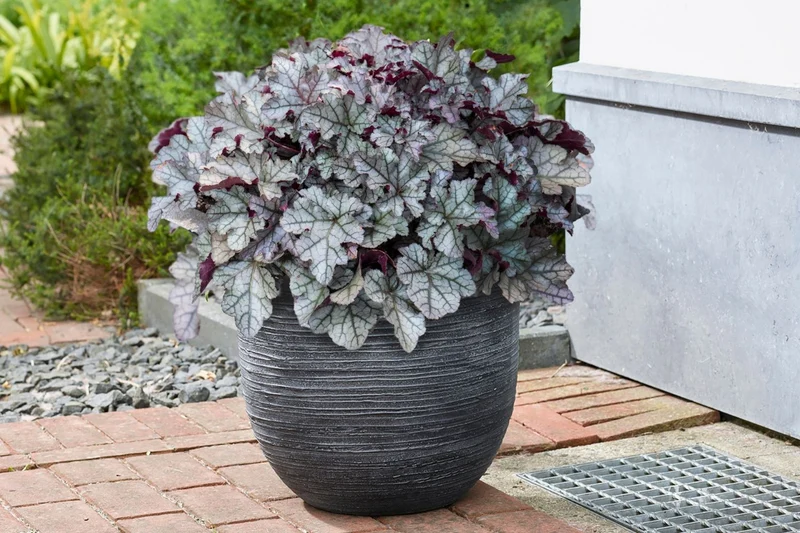 Heuchera Rex® 'Silver' (Garten-Purpurglöckchen)