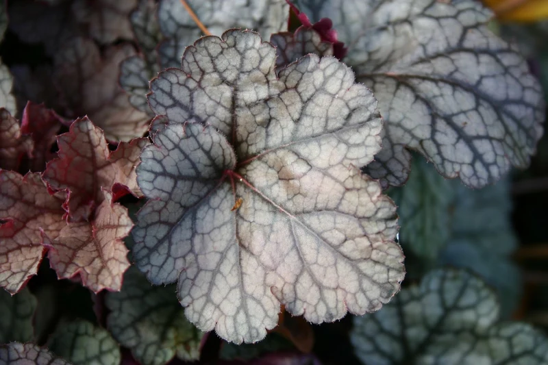 Heuchera 'Silver Scrolls' (Purpurglöckchen)