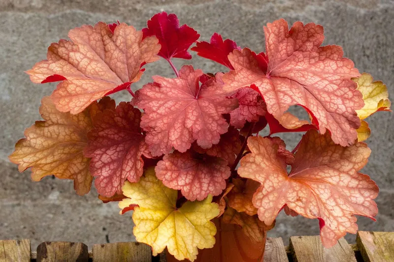 Heuchera 'Rio' (Garten-Purpurglöckchen)