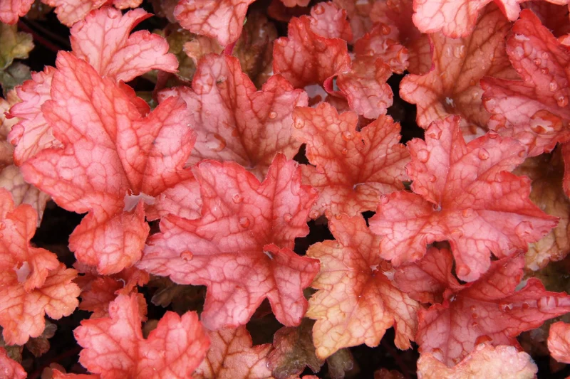 Heuchera 'Paprika' (Purpurglöckchen)