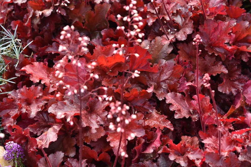 Heuchera 'Forever Red' (Purpurglöckchen)